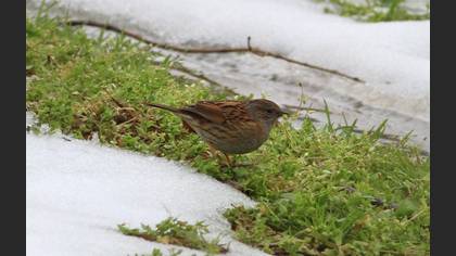Dunnock