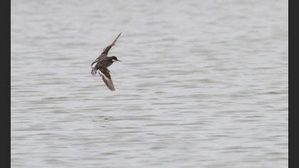 Red-necked Phalarope