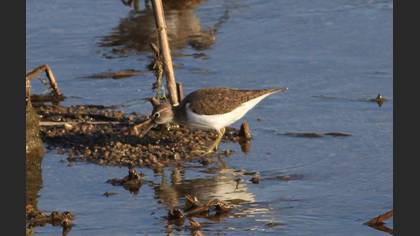 Common Sandpiper
