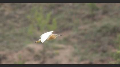 Squacco Heron