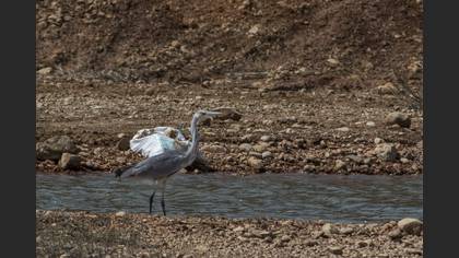 Grey Heron
