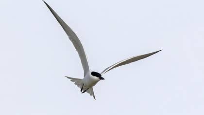 Gull-billed Tern