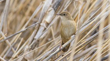 Savi`s Warbler