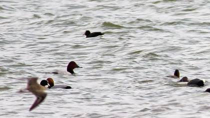Common Pochard