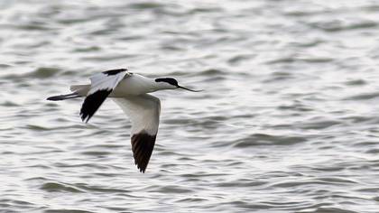 Pied Avocet