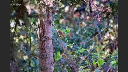 Red-breasted Flycatcher
