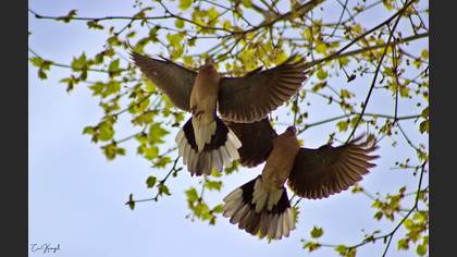 Laughing Dove