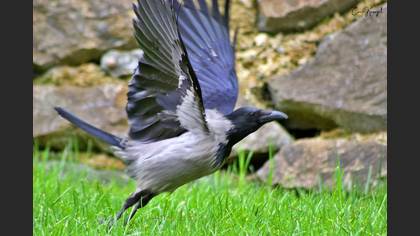 Hooded Crow
