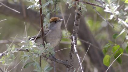 Eurasian Blackcap
