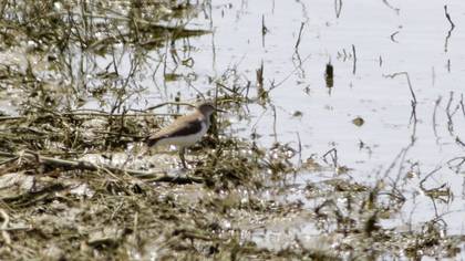 Common Sandpiper