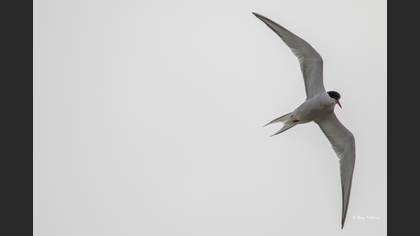 Common Tern