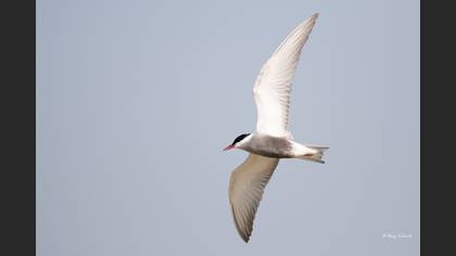 Whiskered Tern