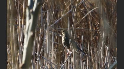 Mistle Thrush