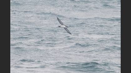 Yelkouan Shearwater