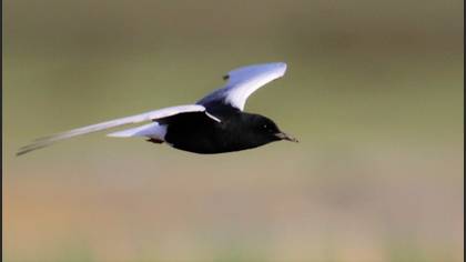 White-winged Tern