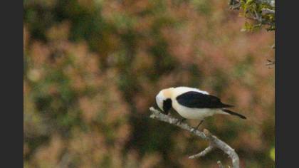 Black-eared Wheatear
