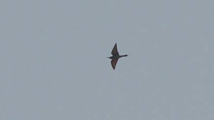 European Bee-eater
