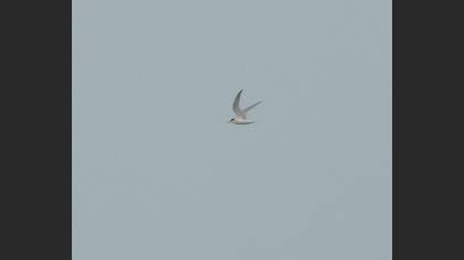 Little Tern