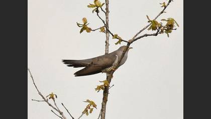 Common Cuckoo