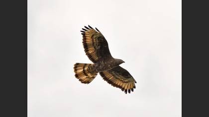 European Honey Buzzard