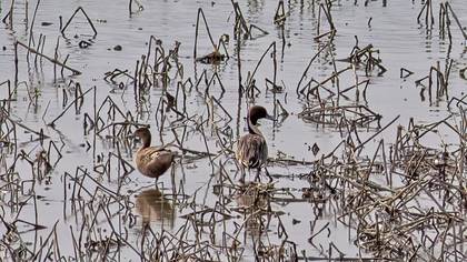 Northern Pintail