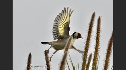 European Goldfinch