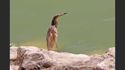 Squacco Heron