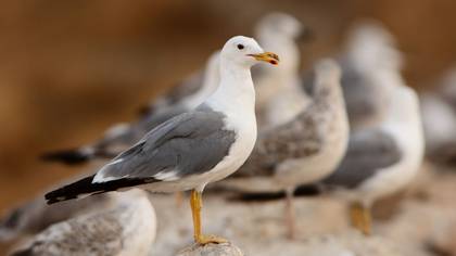 Armenian Gull