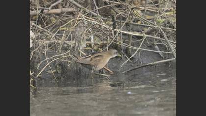 Little Crake