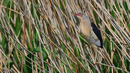 Little Bittern