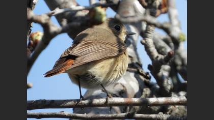 Common Redstart