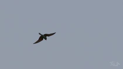 European Bee-eater