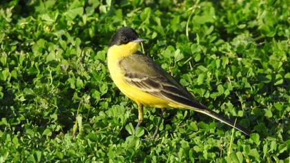 Western Yellow Wagtail