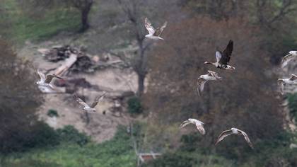 Greater White-fronted Goose