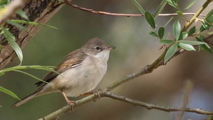 Common Whitethroat