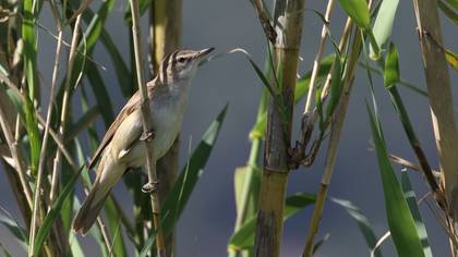 Great Reed Warbler