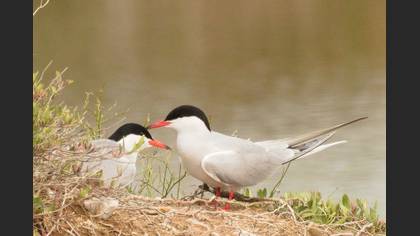 Common Tern