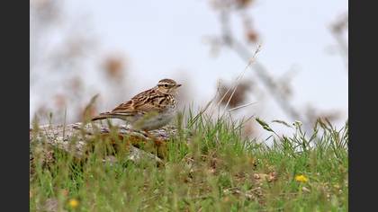 Woodlark