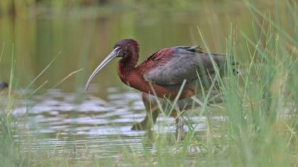 Glossy Ibis