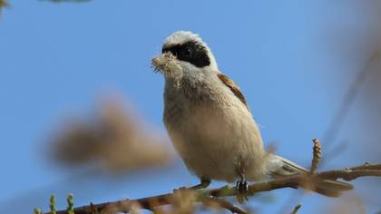 Eurasian Penduline Tit