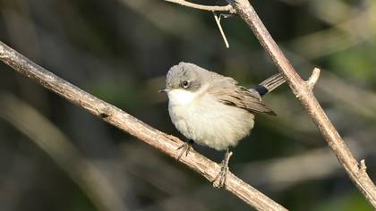 Lesser Whitethroat
