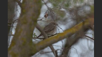 Spotted Flycatcher