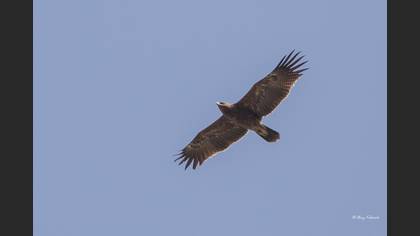Lesser Spotted Eagle