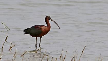 Glossy Ibis
