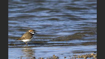 Kentish Plover