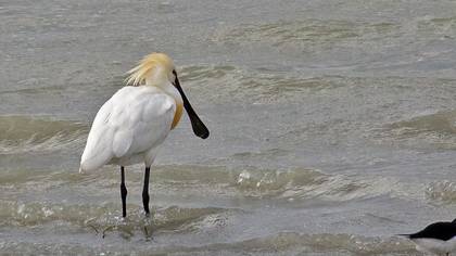 Eurasian Spoonbill