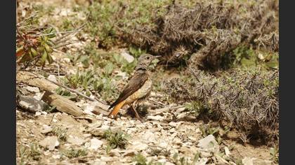 Common Rock Thrush