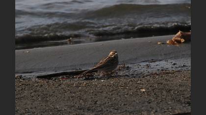 Common Reed Bunting