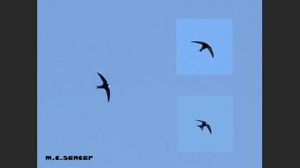 Common Swift