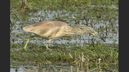 Squacco Heron